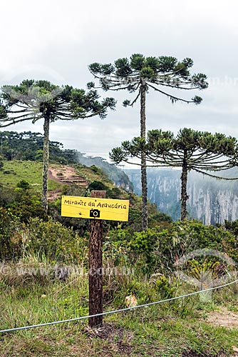  View of araucarias (Araucaria angustifolia) from Araucarias Mirante - Aparados da Serra National Park  - Cambara do Sul city - Rio Grande do Sul state (RS) - Brazil