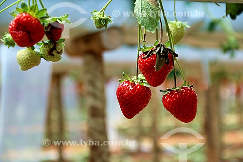  Strawberries still at strawberry tree (Fragaria)  - Nova Friburgo city - Rio de Janeiro state (RJ) - Brazil