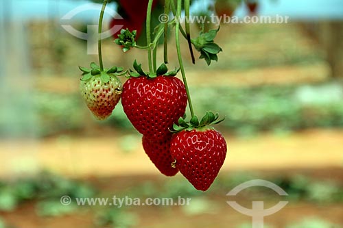  Strawberries still at strawberry tree (Fragaria)  - Nova Friburgo city - Rio de Janeiro state (RJ) - Brazil