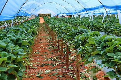  Strawberries plantation  - Nova Friburgo city - Rio de Janeiro state (RJ) - Brazil