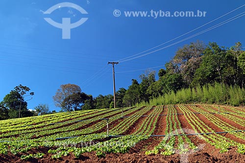  Verdures plantation - Nova Friburgo city rural zone  - Nova Friburgo city - Rio de Janeiro state (RJ) - Brazil
