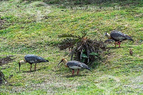  View of buff-necked ibis bunch (Theristicus caudatus)  - Sao Jose dos Ausentes city - Rio Grande do Sul state (RS) - Brazil