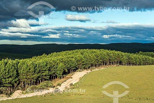  View of Pine trees near to Sao Jose dos Ausentes city  - Sao Jose dos Ausentes city - Rio Grande do Sul state (RS) - Brazil