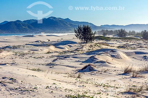  Dunes near to Guarda do Embau Beach - Serra do Tabuleiro State Park  - Palhoca city - Santa Catarina state (SC) - Brazil