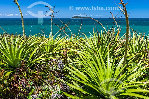  Bromeliads - Prainha beach waterfront - Serra do Tabuleiro State Park  - Palhoca city - Santa Catarina state (SC) - Brazil