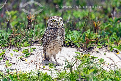  Burrowing owl (Athene cunicularia, old Speotyto cunicularia) - Mole Beach waterfront  - Florianopolis city - Santa Catarina state (SC) - Brazil
