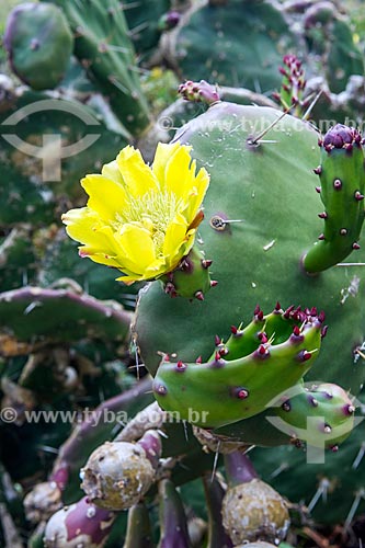  Detail of cactus flower - Mole Beach waterfront  - Florianopolis city - Santa Catarina state (SC) - Brazil