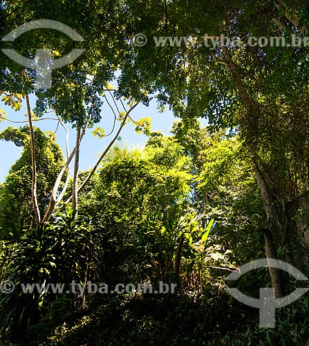  General view of trees  - Niteroi city - Rio de Janeiro state (RJ) - Brazil