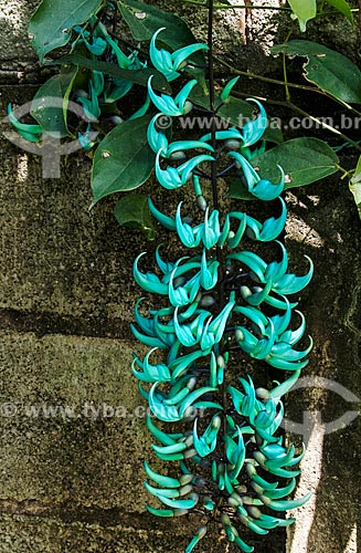  Detail of jade vine (Strongylodon macrobotrys)  - Niteroi city - Rio de Janeiro state (RJ) - Brazil