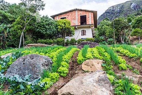  Intercropping plantation of lettuce and chive - Petropolis city rural zone  - Petropolis city - Rio de Janeiro state (RJ) - Brazil