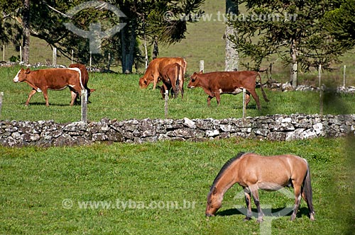  Herd - cattle raising in the pasture farm - Sao Francisco de Paula city rural zone  - Sao Francisco de Paula city - Rio Grande do Sul state (RS) - Brazil