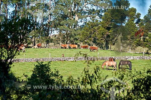  Herd - cattle raising in the pasture farm - Sao Francisco de Paula city rural zone  - Sao Francisco de Paula city - Rio Grande do Sul state (RS) - Brazil