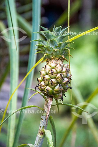  Detail of small pineapple (Ananas comosus) - Serrinha do Alambari Environmental Protection Area  - Resende city - Rio de Janeiro state (RJ) - Brazil
