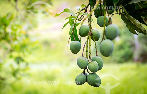  Unripe mangos still at mango tree (Mangifera indica L)  - Guarani city - Minas Gerais state (MG) - Brazil