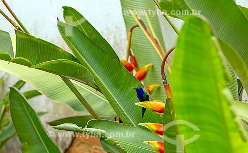  Detail of hummingbird - garden house - Guarani city rural zone  - Guarani city - Minas Gerais state (MG) - Brazil