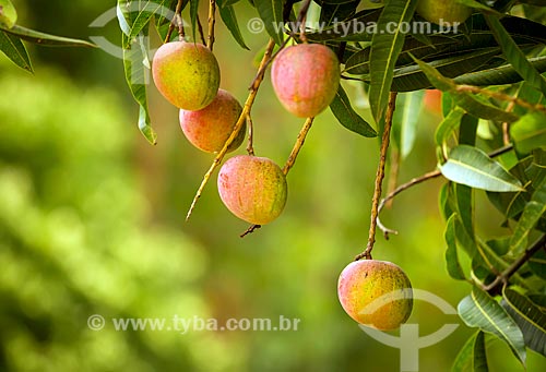  Ripe mangos still at mango tree (Mangifera indica L)  - Guarani city - Minas Gerais state (MG) - Brazil
