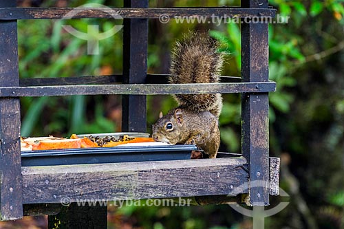  Brazilian squirrel (Sciurus aestuans) eating fruits on feeder - Serrinha do Alambari Environmental Protection Area  - Resende city - Rio de Janeiro state (RJ) - Brazil