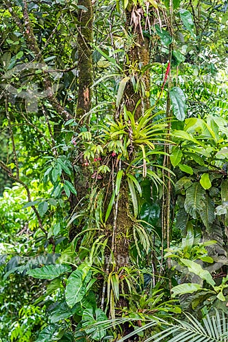  Bromeliad - tree trunk - Serrinha do Alambari Environmental Protection Area  - Resende city - Rio de Janeiro state (RJ) - Brazil