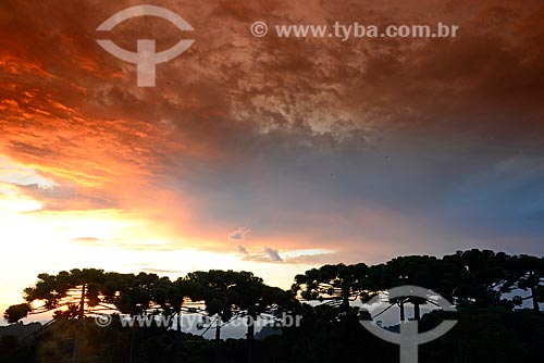  Araucarias (Araucaria angustifolia) - Paraiba Valley during the sunset  - Campos do Jordao city - Sao Paulo state (SP) - Brazil