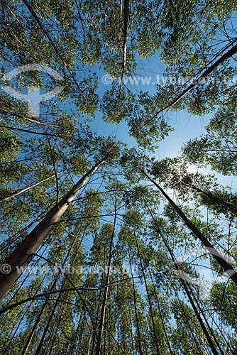  Bottom view of Eucalyptus plantation  - Guararema city - Sao Paulo state (SP) - Brazil