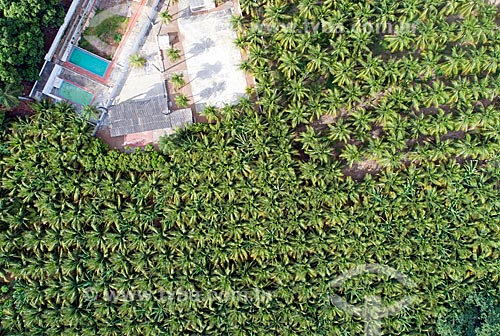  Picture taken with drone of the coconut plantation - caatinga - using irrigation from Saint Gonçalo Dam  - Sousa city - Paraiba state (PB) - Brazil