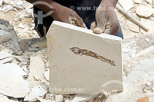  Detail of fish fossil found during the extraction of limestone - court of Cariri Stone  - Santana do Cariri city - Ceara state (CE) - Brazil