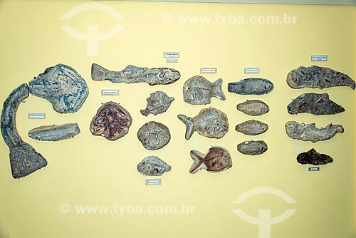  Fossils on exhibit - Regional University of Cariri Museum of Paleontology  - Santana do Cariri city - Ceara state (CE) - Brazil