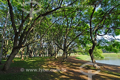  Ibirapuera Park - Blue Jacaranda (Jacaranda Mimosaefolia) in summer  - Sao Paulo city - Sao Paulo state (SP) - Brazil