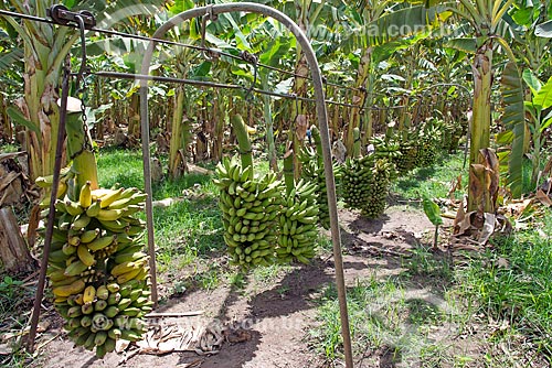  Bunches of bananas harvested in transport cables - Cariri Region  - Barbalha city - Ceara state (CE) - Brazil