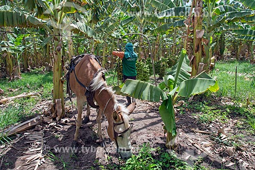  Detail of mule pulling cable with bunches of bananas - Cariri Region  - Barbalha city - Ceara state (CE) - Brazil