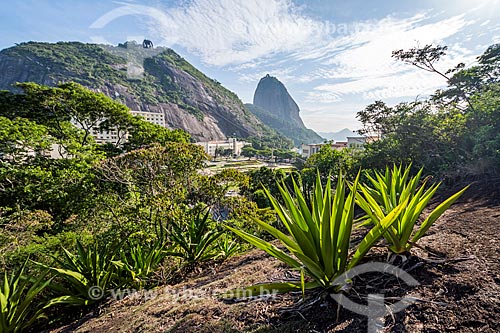  View of the Sugarloaf during the Babilonia Mountain (Babylon Mountain) climbing  - Rio de Janeiro city - Rio de Janeiro state (RJ) - Brazil