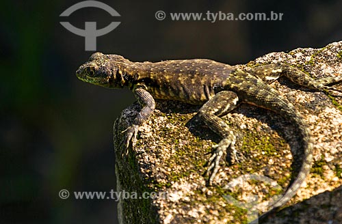  Detail of Amazon lava lizard (Tropidurus torquatus)  - Guarani city - Minas Gerais state (MG) - Brazil