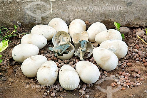  Replica of eggs of dinosaurs - Natural monument of Dinosaurs Valley  - Sousa city - Paraiba state (PB) - Brazil