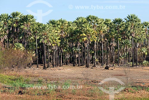  Carnauba palm (Copernicia prunifera) plantation near to Santo Antonio River  - Cajazeiras city - Paraiba state (PB) - Brazil