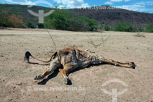  Detail of livestock dead by drought  - Mauriti city - Ceara state (CE) - Brazil