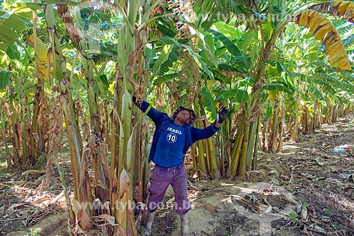 Rural worker of Truka tribe harvesting bananas  - Cabrobo city - Pernambuco state (PE) - Brazil