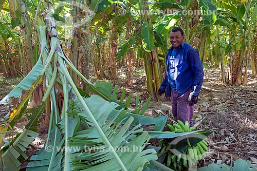  Rural worker of Truka tribe harvesting bananas  - Cabrobo city - Pernambuco state (PE) - Brazil