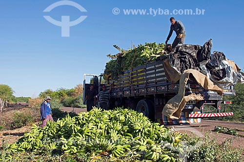  Harvested bananas - rural workers of Truka tribe  - Cabrobo city - Pernambuco state (PE) - Brazil