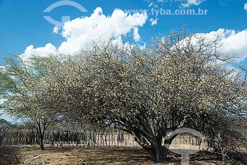  Brazil plum (Spondias tuberosa L.) flowery  - Floresta city - Pernambuco state (PE) - Brazil