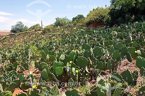  Paddle cactus (Opuntia cochenillifera) - also known as nopal - plantation  - Santa Cruz da Baixa Verde city - Pernambuco state (PE) - Brazil