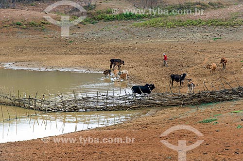  Cattle raising on the banks of dam  - Manaira city - Paraiba state (PB) - Brazil