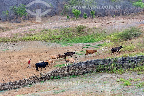  Cattle raising - Manaira city rural zone  - Manaira city - Paraiba state (PB) - Brazil