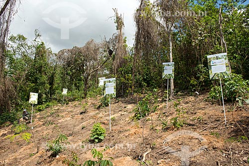  Reforestation done by students of the SESI Citizenship - Santa Marta Slum  - Rio de Janeiro city - Rio de Janeiro state (RJ) - Brazil