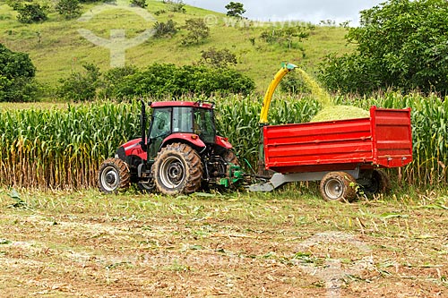  Plantation of transgenic corn - for silage and cattle feed - Guarani city rural zone  - Guarani city - Minas Gerais state (MG) - Brazil