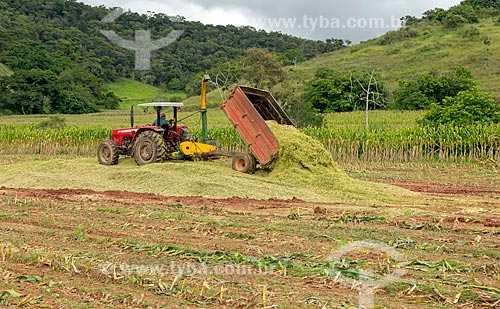  Unloading of transgenic corn crushed - for silage and cattle feed - Guarani city rural zone  - Guarani city - Minas Gerais state (MG) - Brazil