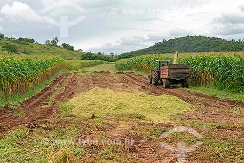  Unloading of transgenic corn crushed - for silage and cattle feed - Guarani city rural zone  - Guarani city - Minas Gerais state (MG) - Brazil