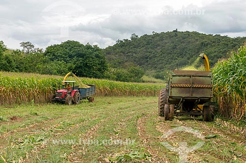  Transgenic corn mechanized harvesting - for silage and cattle feed - Guarani city rural zone  - Guarani city - Minas Gerais state (MG) - Brazil
