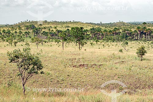  General view of cerrado vegetation area - North Region  - Mazagao city - Amapa state (AP) - Brazil