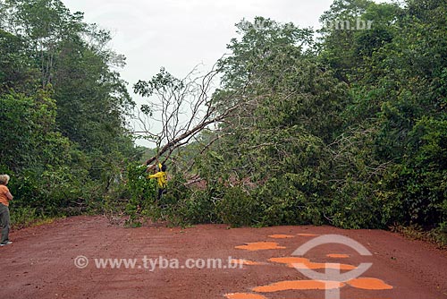  Fallen tree - snippet of the BR-156 highway  - Mazagao city - Amapa state (AP) - Brazil
