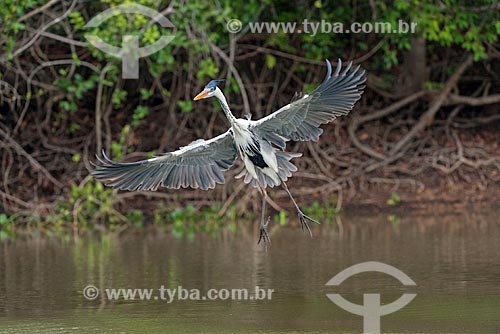  Detail of cocoi heron (Ardea cocoi) - Pantanal  - Mato Grosso state (MT) - Brazil